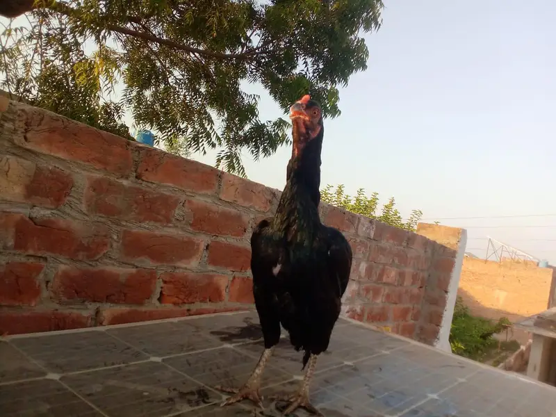 for sale ASEEL MURGI age 15 16 months number 03157980882 — photo 2