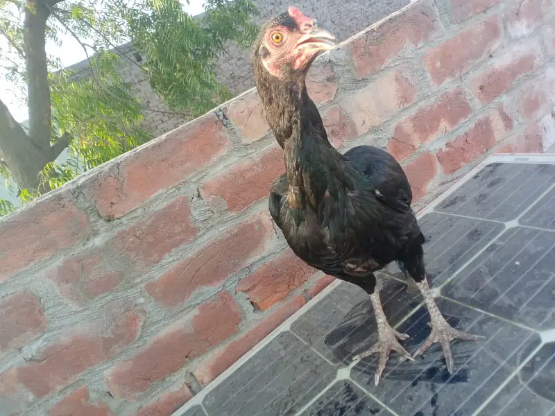 for sale ASEEL MURGI age 15 16 months number 03157980882 — photo 3