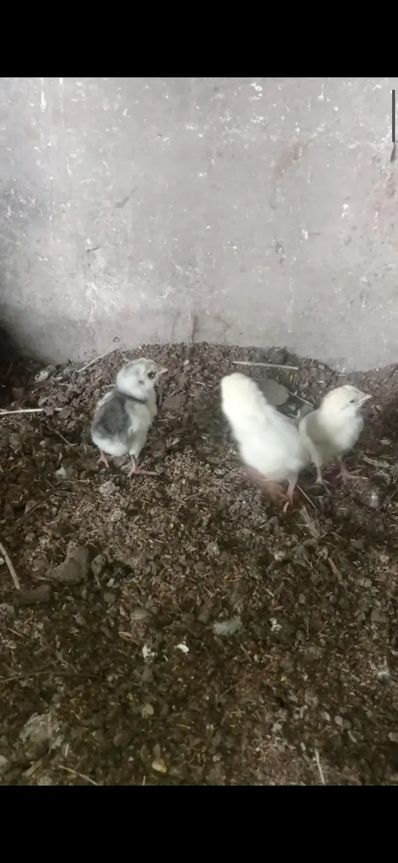 Aseel chiks for sale 03124499315 cntct nmb