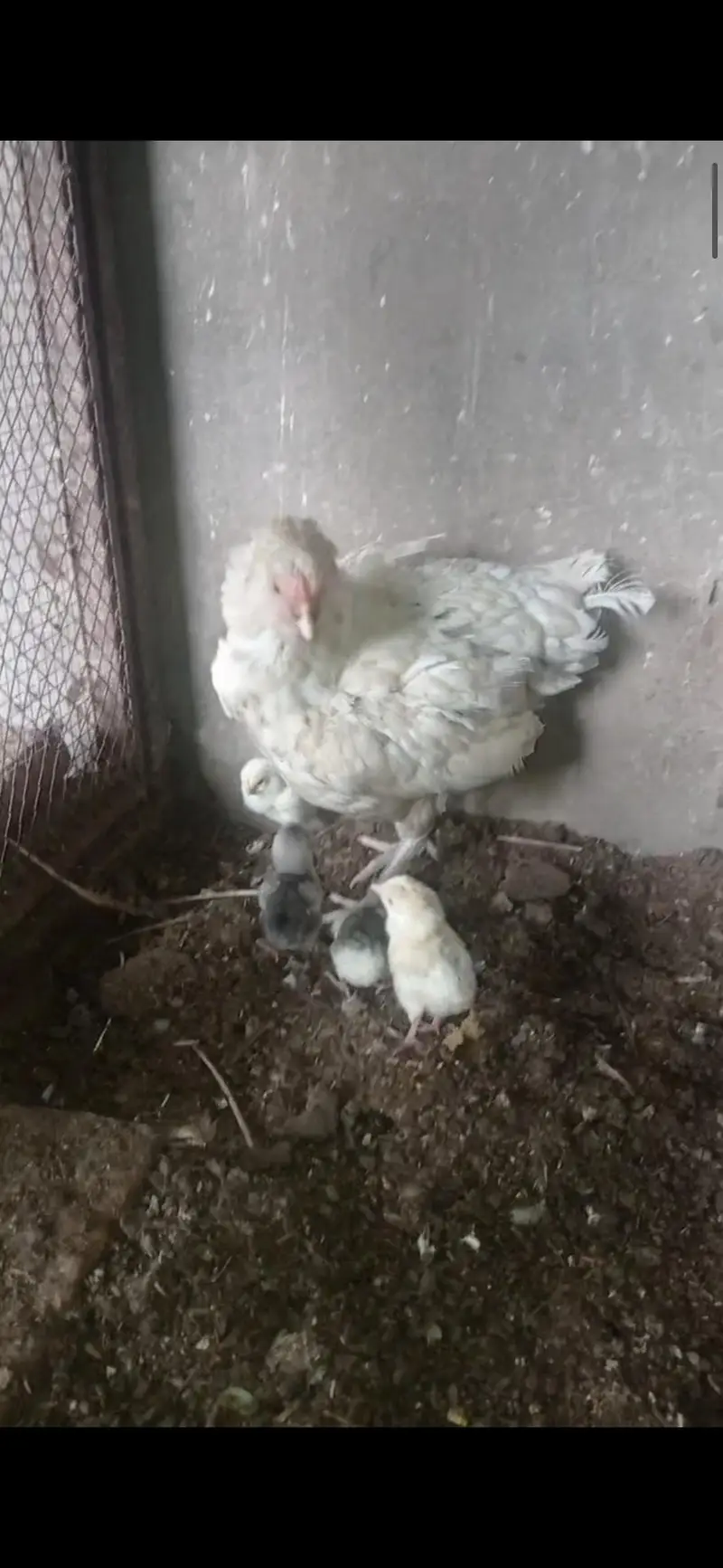 Aseel chiks for sale 03124499315 cntct nmb — photo 3