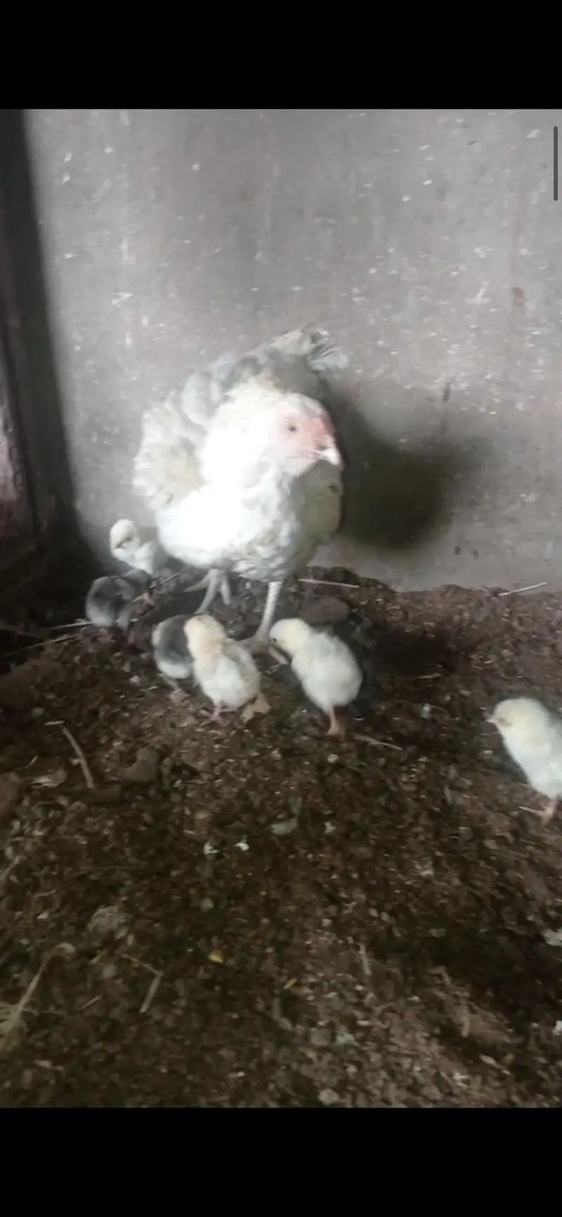 Aseel chiks for sale 03124499315 cntct nmb — photo 4