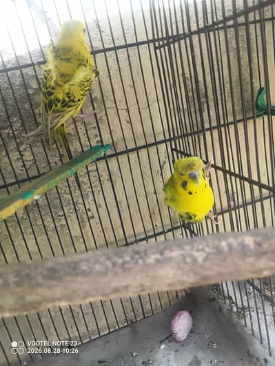 Cage for parrot and hogoromo