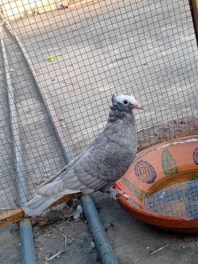 silver mukhi  male