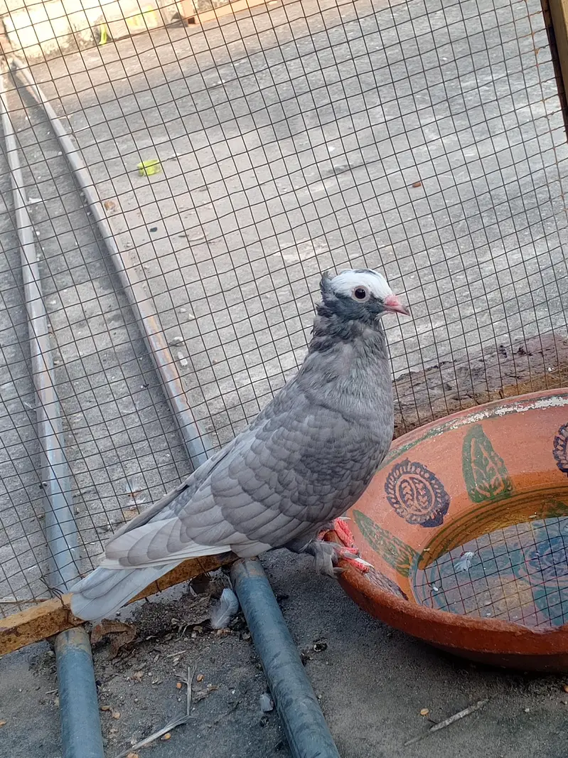 silver mukhi  male