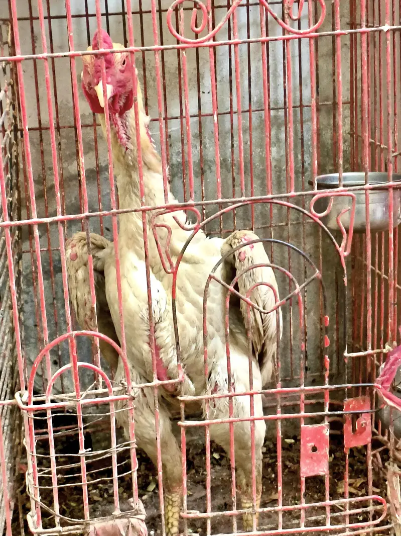 SAMO ASEL 100 FESAD HELDE — photo 7