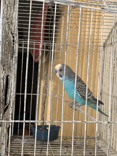 Home breed adult budgie male  exchange