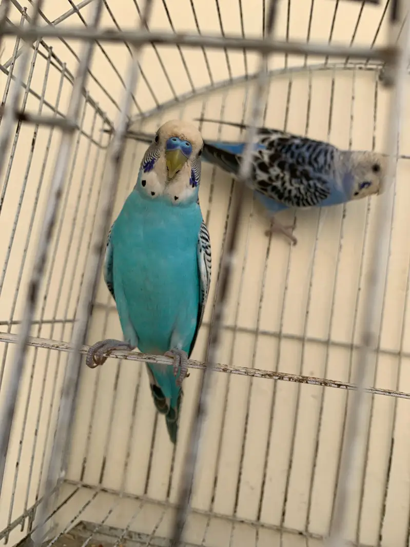 Home breed adult budgie male  exchange — photo 2
