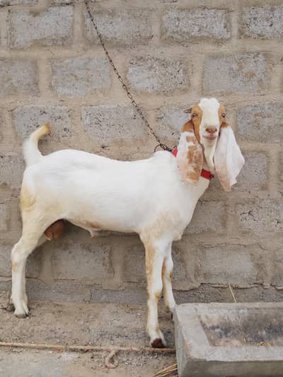 Bakra healthy and active