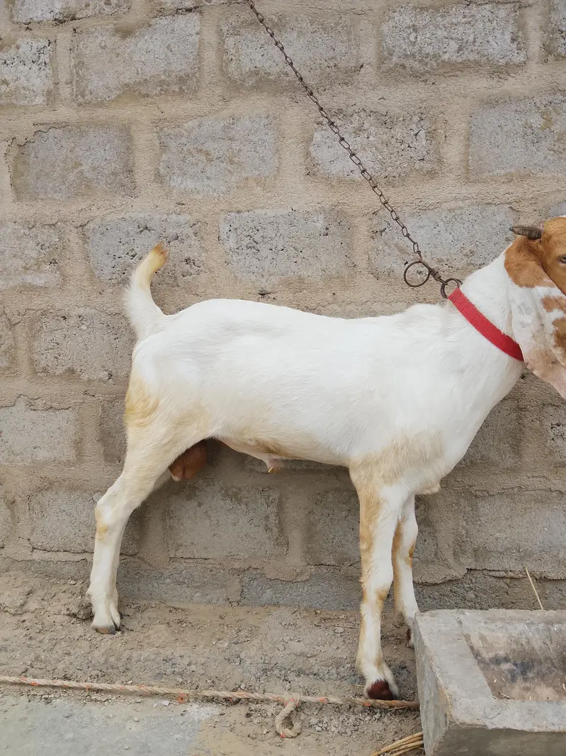 Bakra healthy and active — photo 2