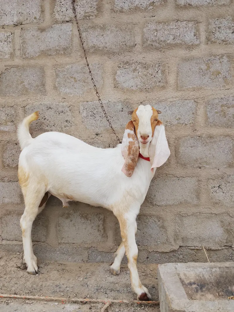 Bakra healthy and active — photo 3