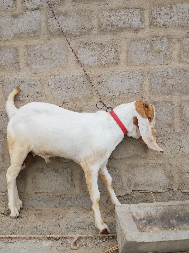 Bakra healthy and active — photo 4