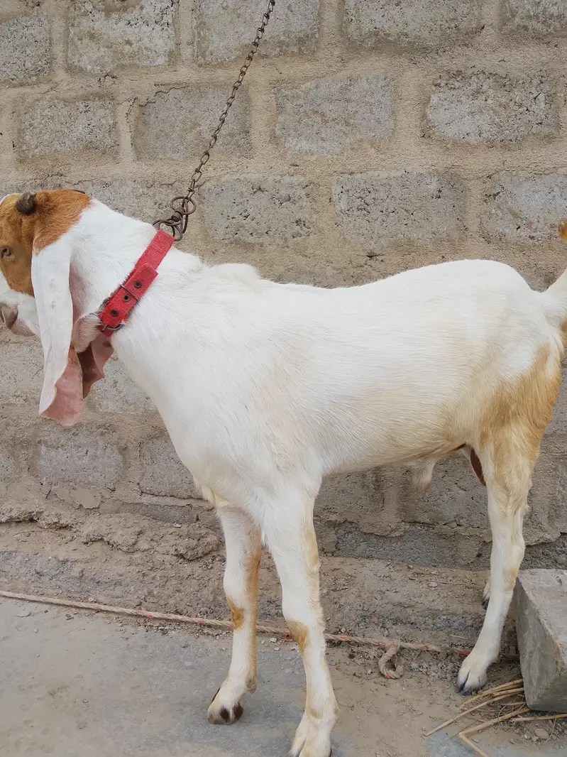 Bakra healthy and active — photo 5
