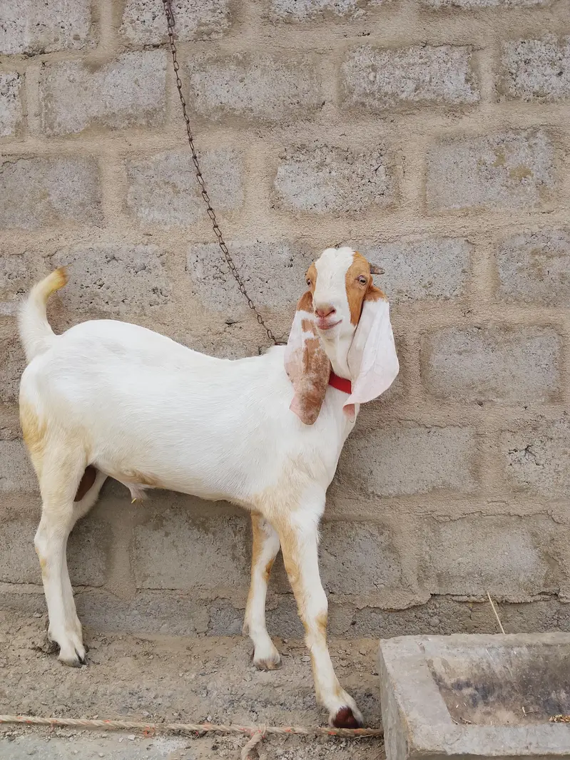 Bakra healthy and active — photo 6