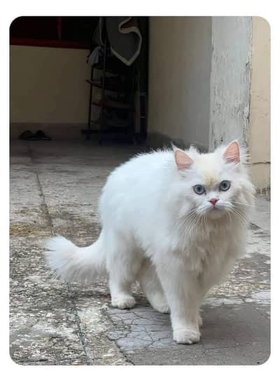 WHITE PERSIAN KITTEN