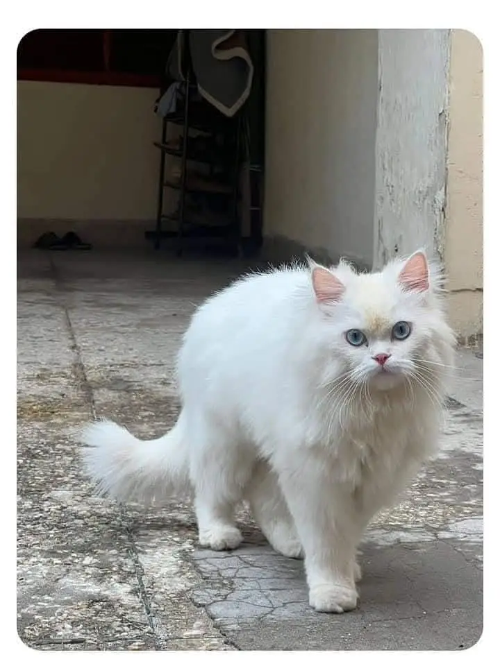 WHITE PERSIAN KITTEN