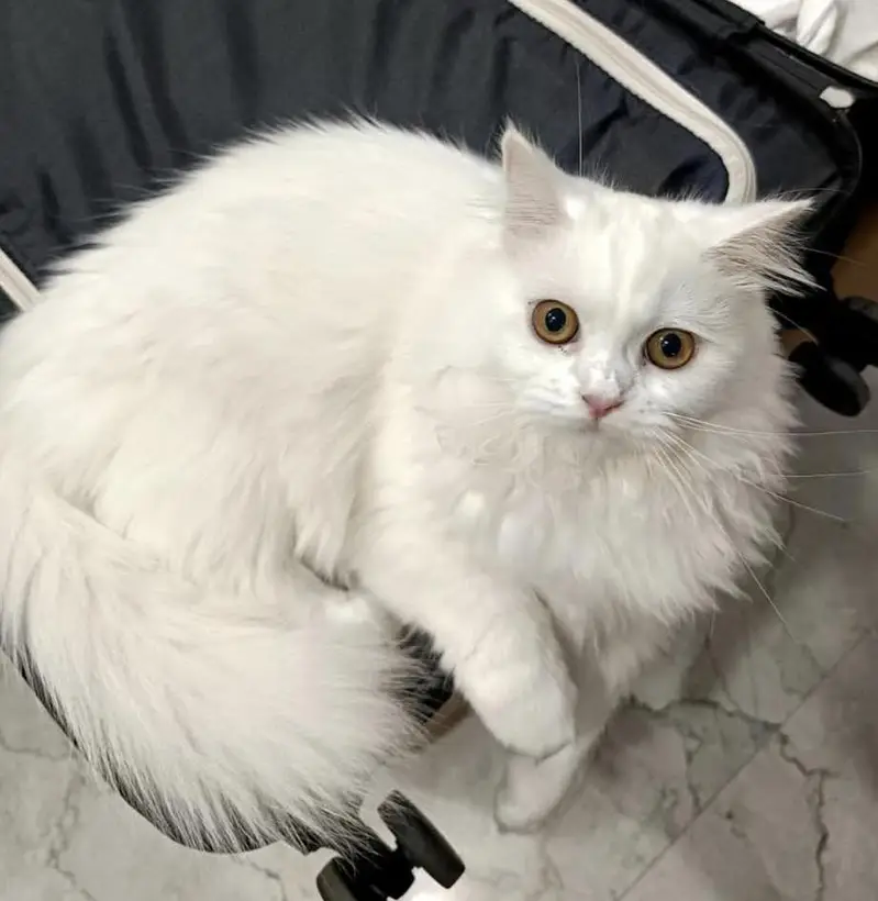 WHITE PERSIAN KITTEN — photo 2