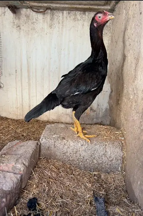 mushqil aseel female  pure