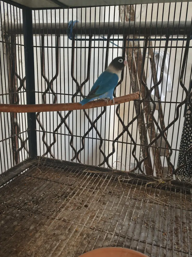cobalt pasnata female — photo 2