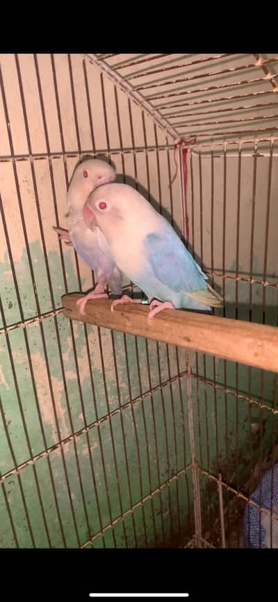 Confrim breeder pair lgy huway 2023 ring breed waly pairs ha healthy