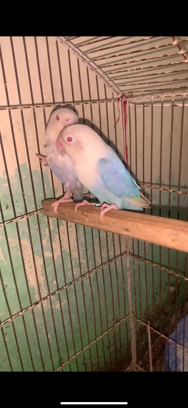 Confrim breeder pair lgy huway 2023 ring breed waly pairs ha healthy