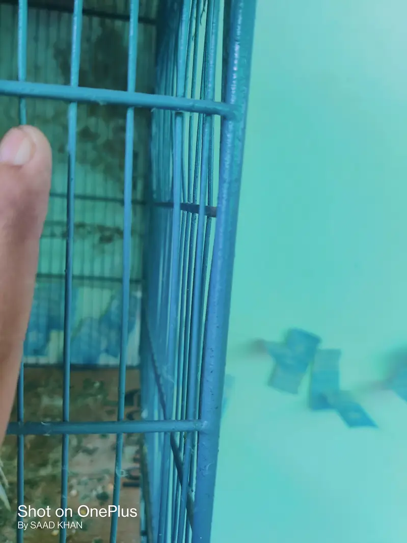 birds cage and parrots cage