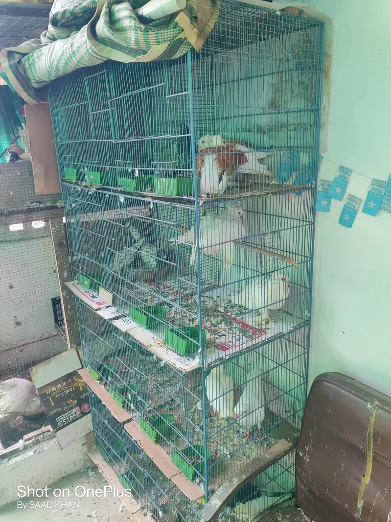 birds cage and parrots cage — photo 2