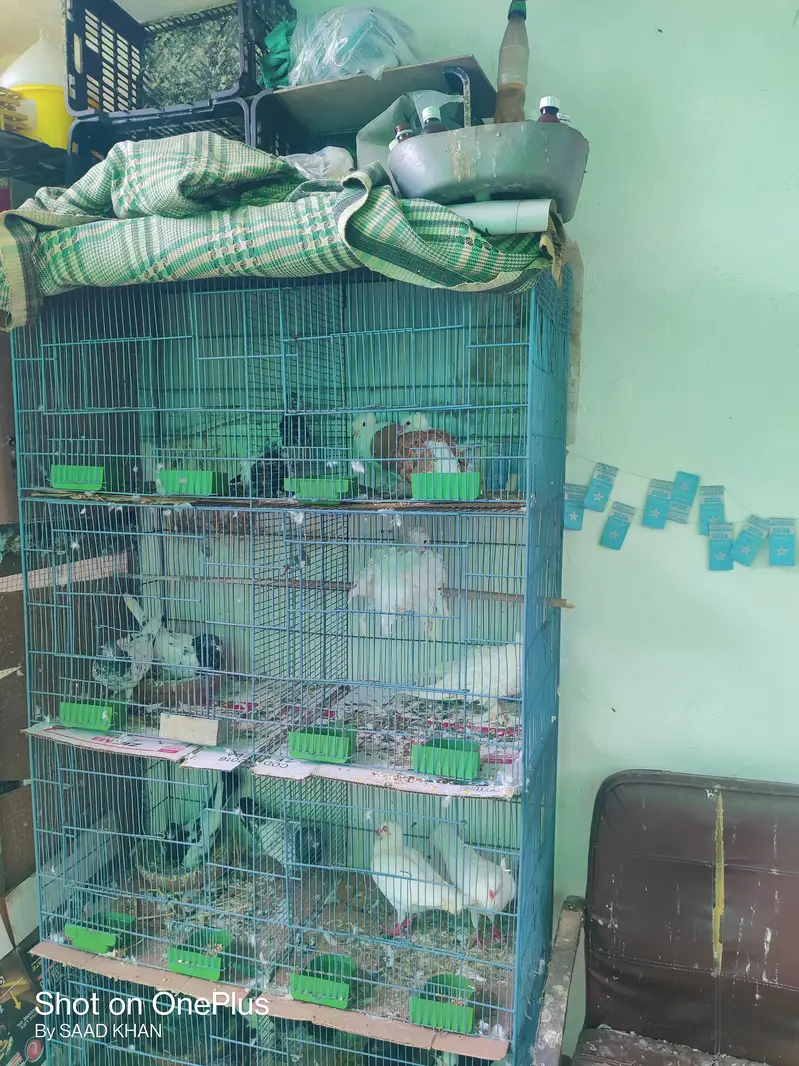 birds cage and parrots cage — photo 3