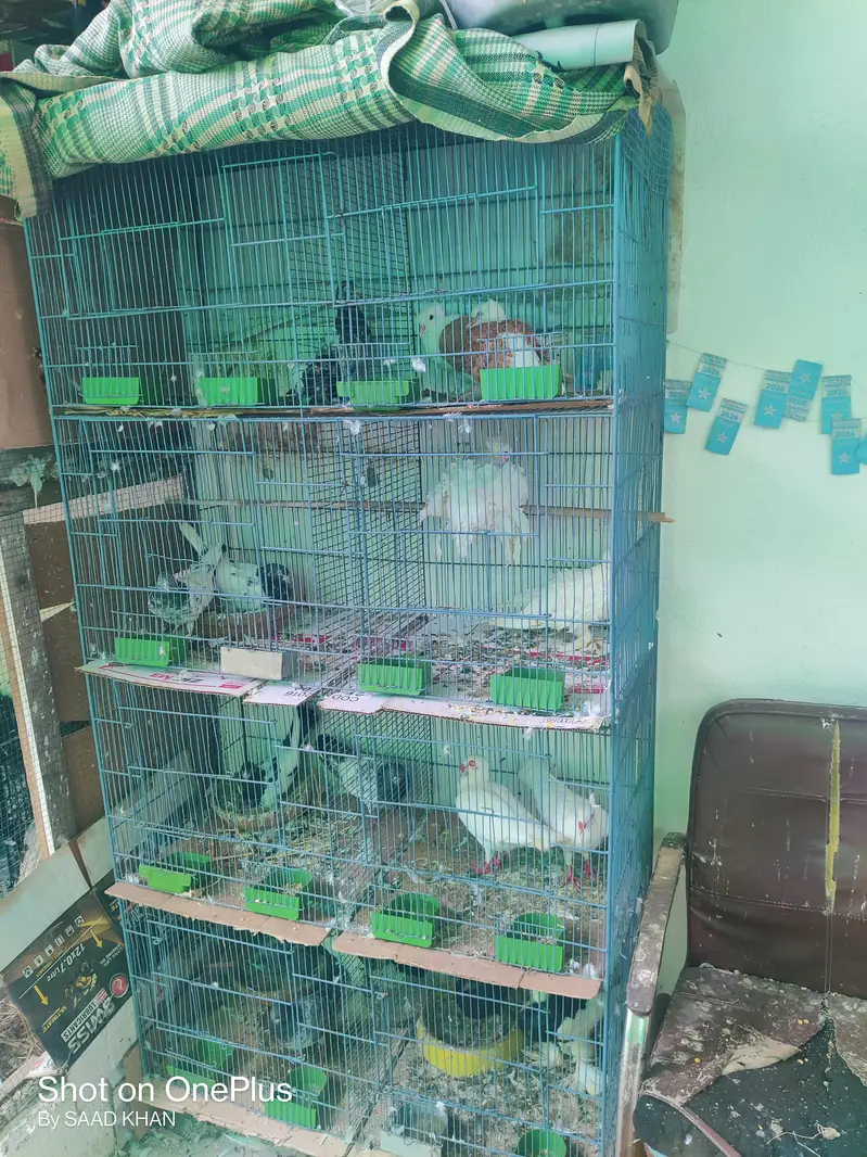 birds cage and parrots cage — photo 4