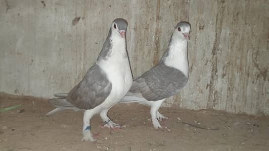 sherazi pigeon o333::8482008:::