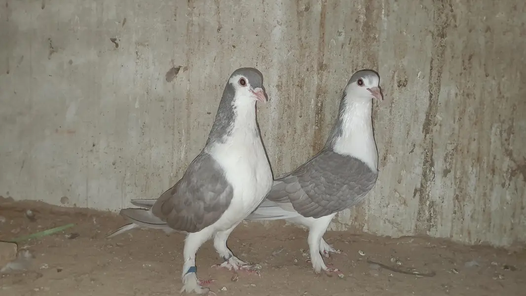 sherazi pigeon o333::8482008::: — photo 2