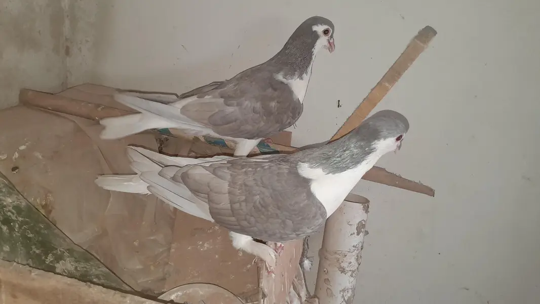 sherazi pigeon o333::8482008::: — photo 3