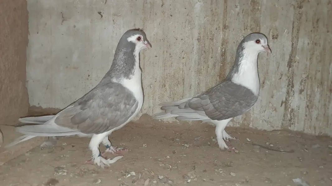 sherazi pigeon o333::8482008::: — photo 4