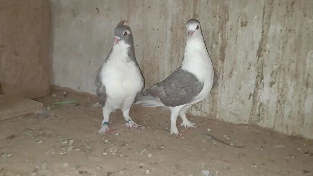 sherazi pigeon o333::8482008::: — photo 5