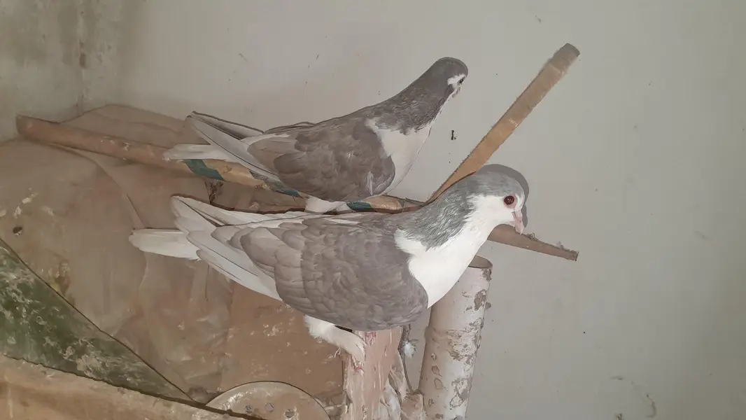 sherazi pigeon o333::8482008::: — photo 6