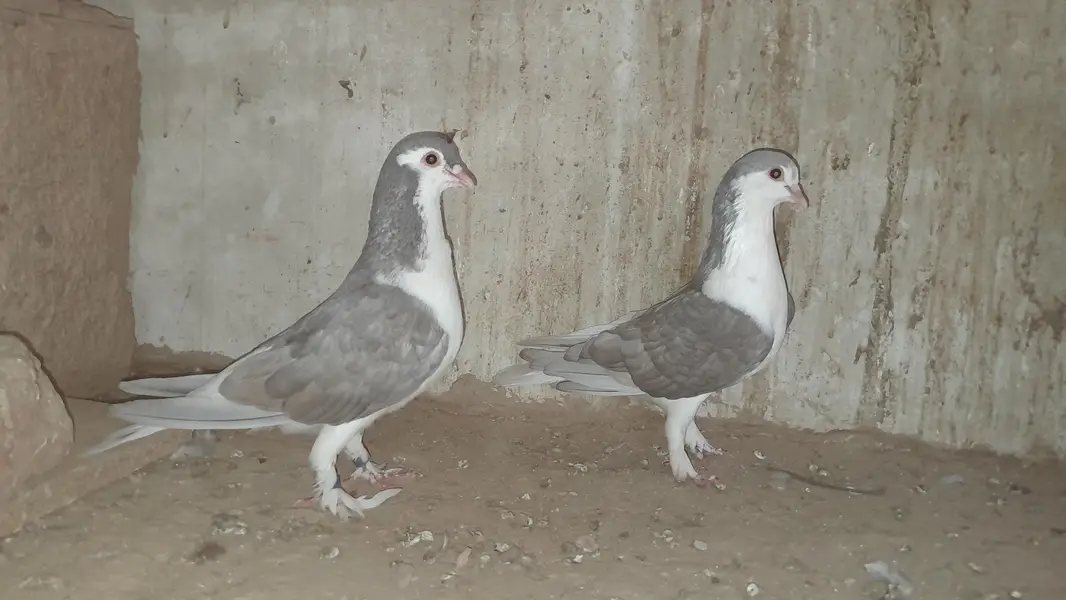 sherazi pigeon o333::8482008::: — photo 7