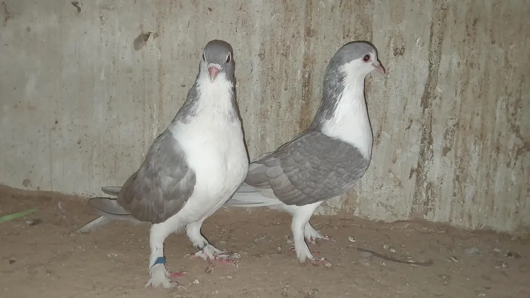 sherazi pigeon o333::8482008::: — photo 8