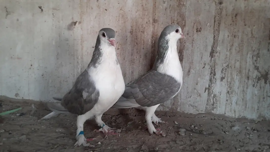 sherazi pigeon o333::8482008::: — photo 9