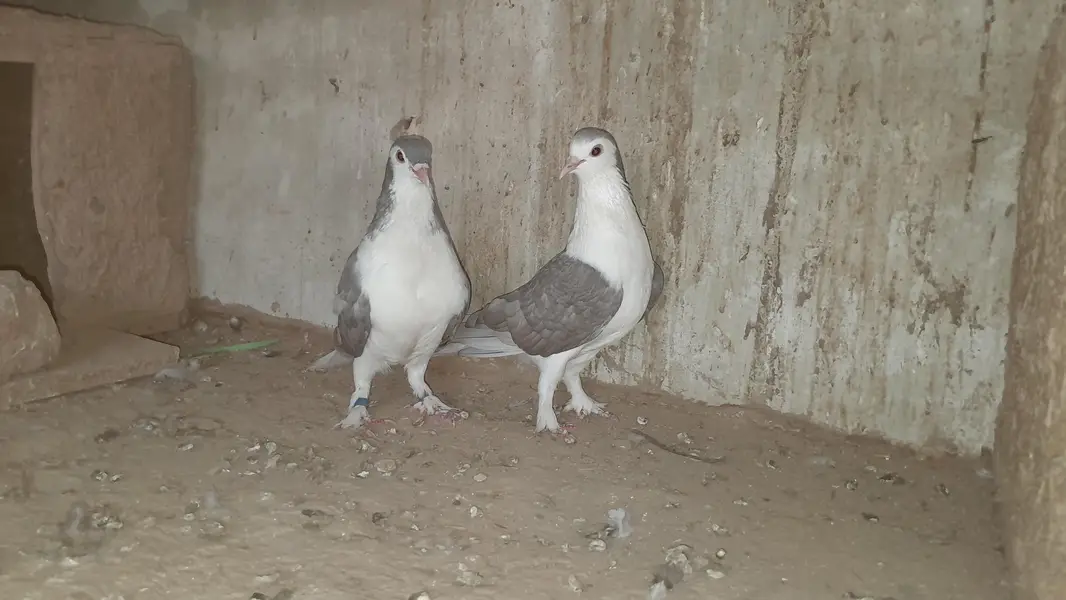sherazi pigeon o333::8482008::: — photo 10