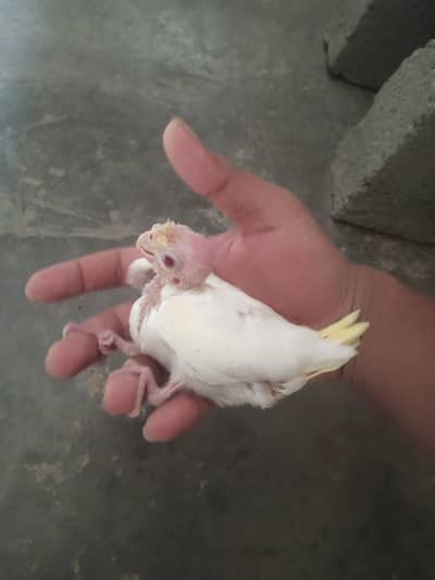 cream cocktail chick for hand feed tamming purpose