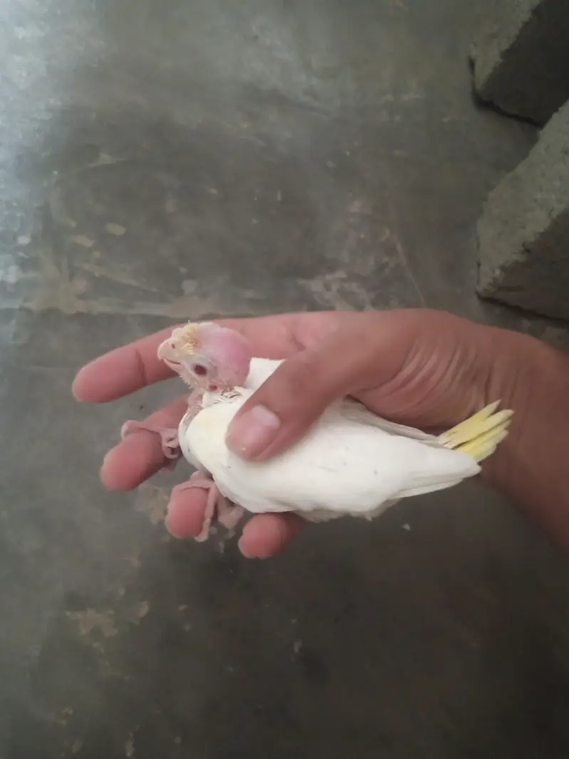 cream cocktail chick for hand feed tamming purpose — photo 2