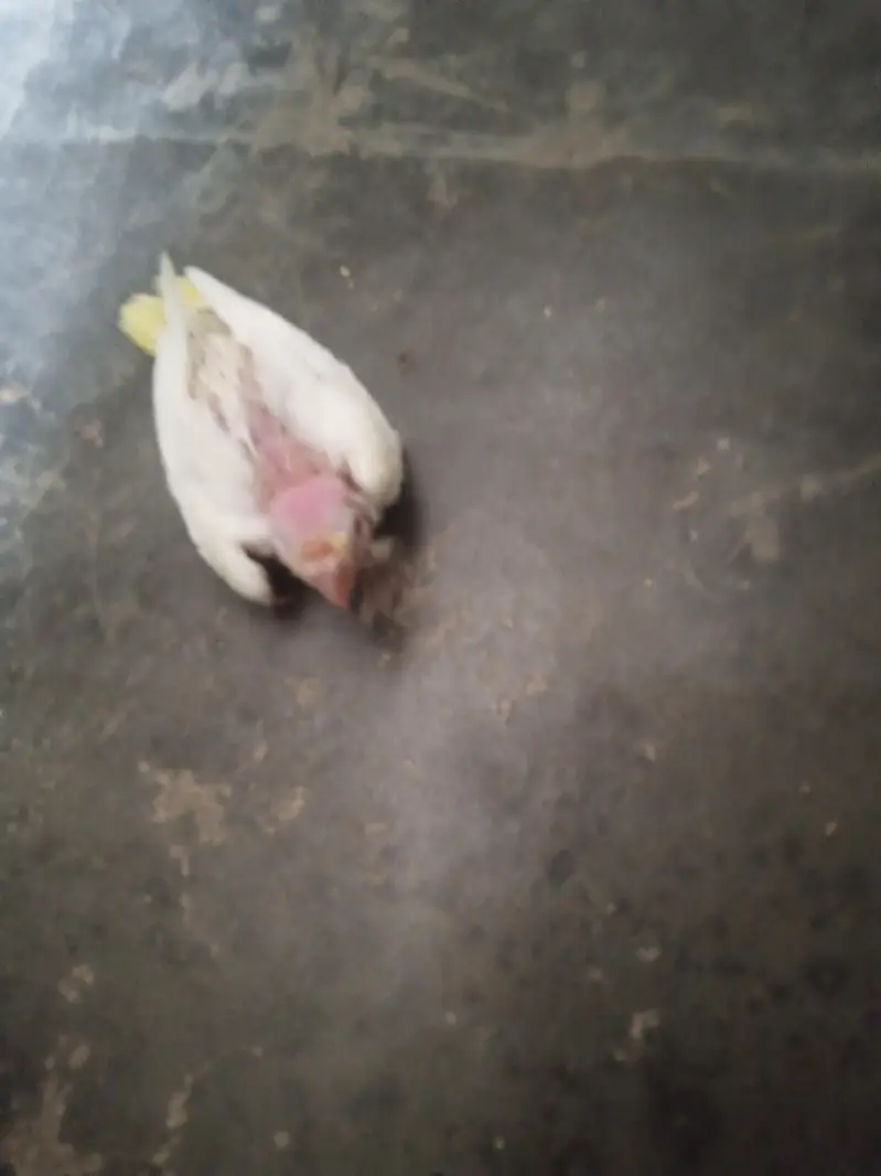 cream cocktail chick for hand feed tamming purpose — photo 3