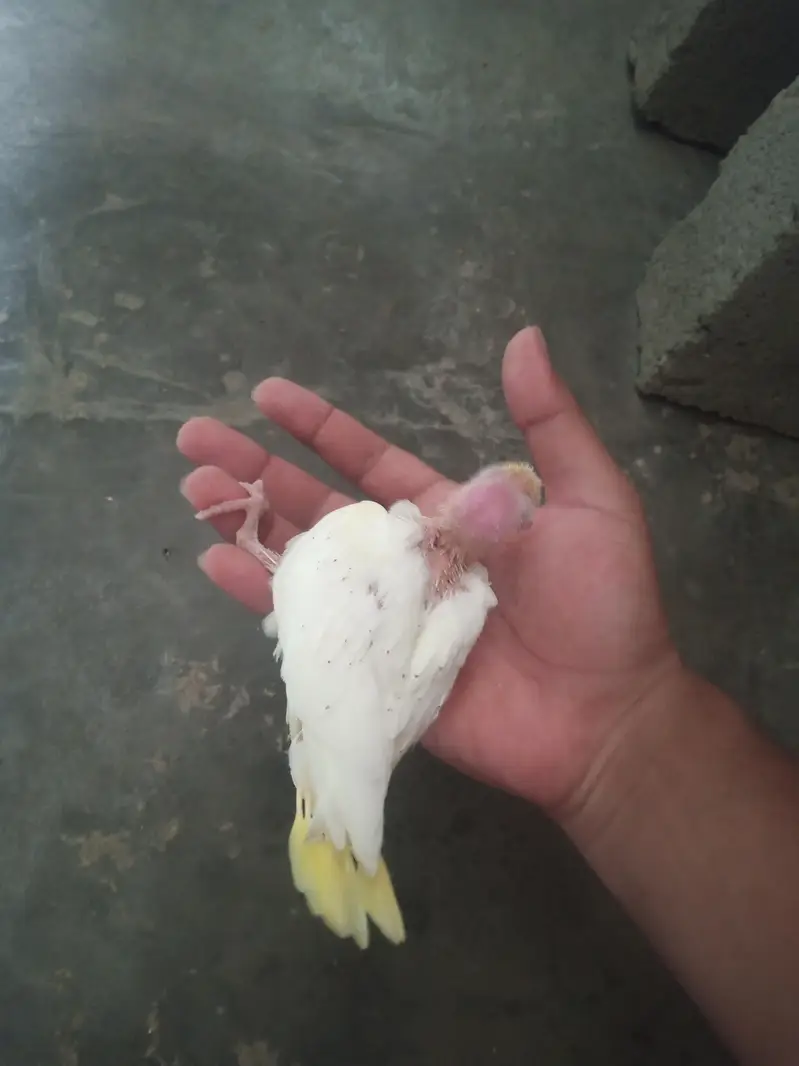 cream cocktail chick for hand feed tamming purpose — photo 4