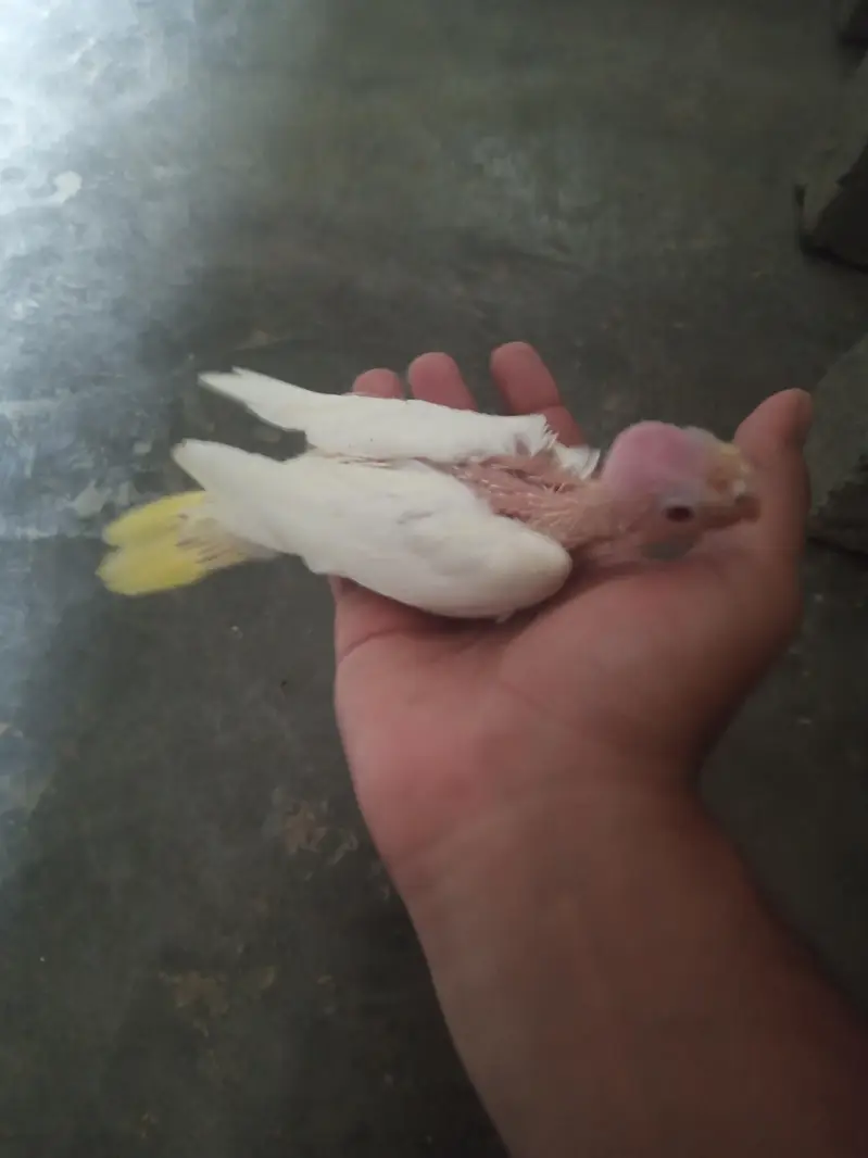 cream cocktail chick for hand feed tamming purpose — photo 5