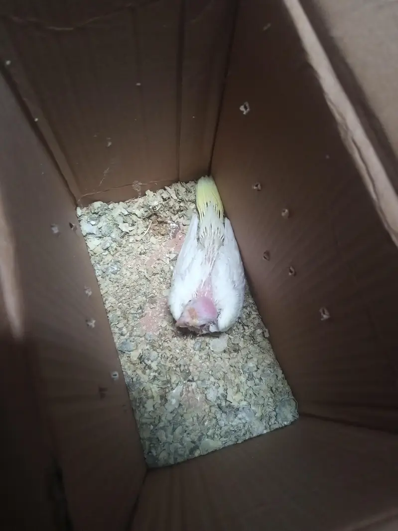 cream cocktail chick for hand feed tamming purpose — photo 6