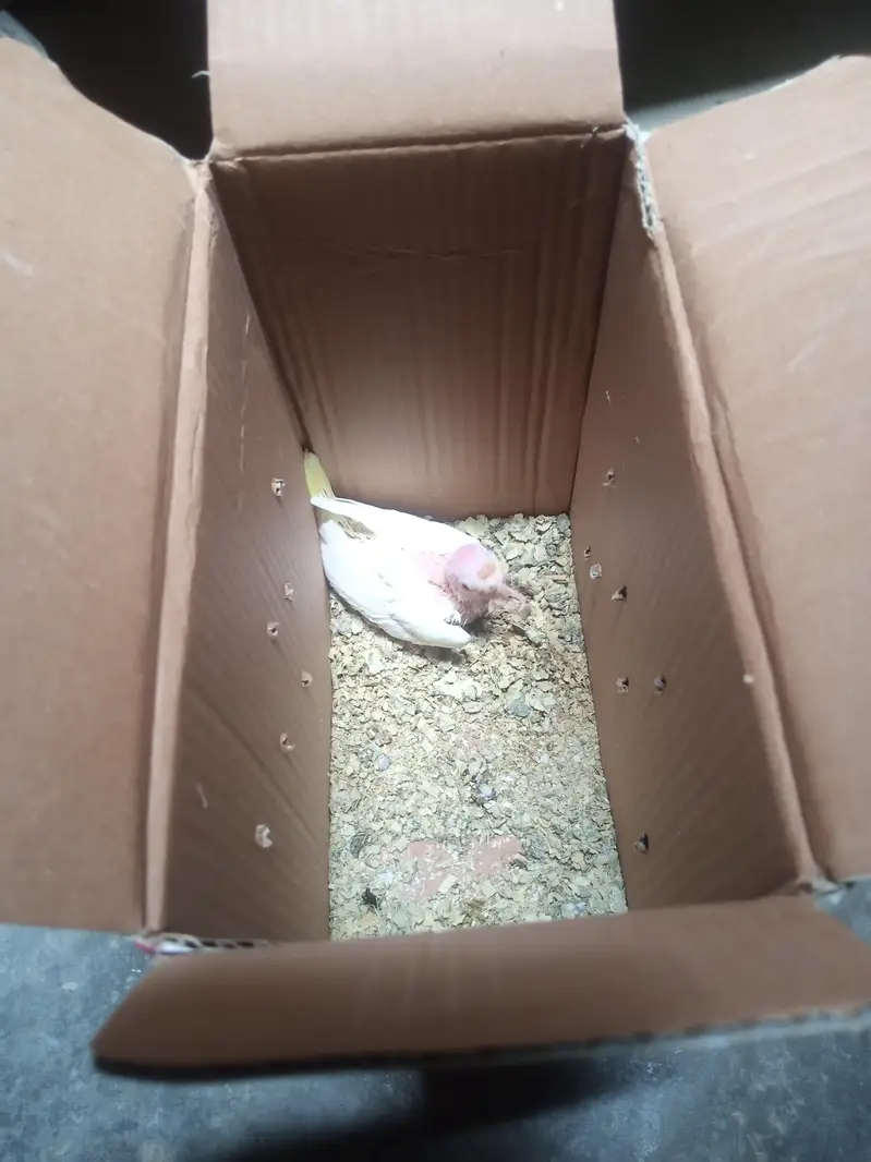 cream cocktail chick for hand feed tamming purpose — photo 7
