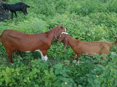 Goats