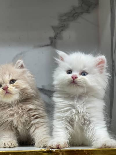 Low Price Kittens/White Persian Kitten/Cats/Male/Female