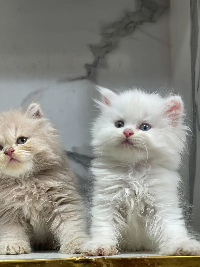 Low Price Kittens/White Persian Kitten/Cats/Male/Female