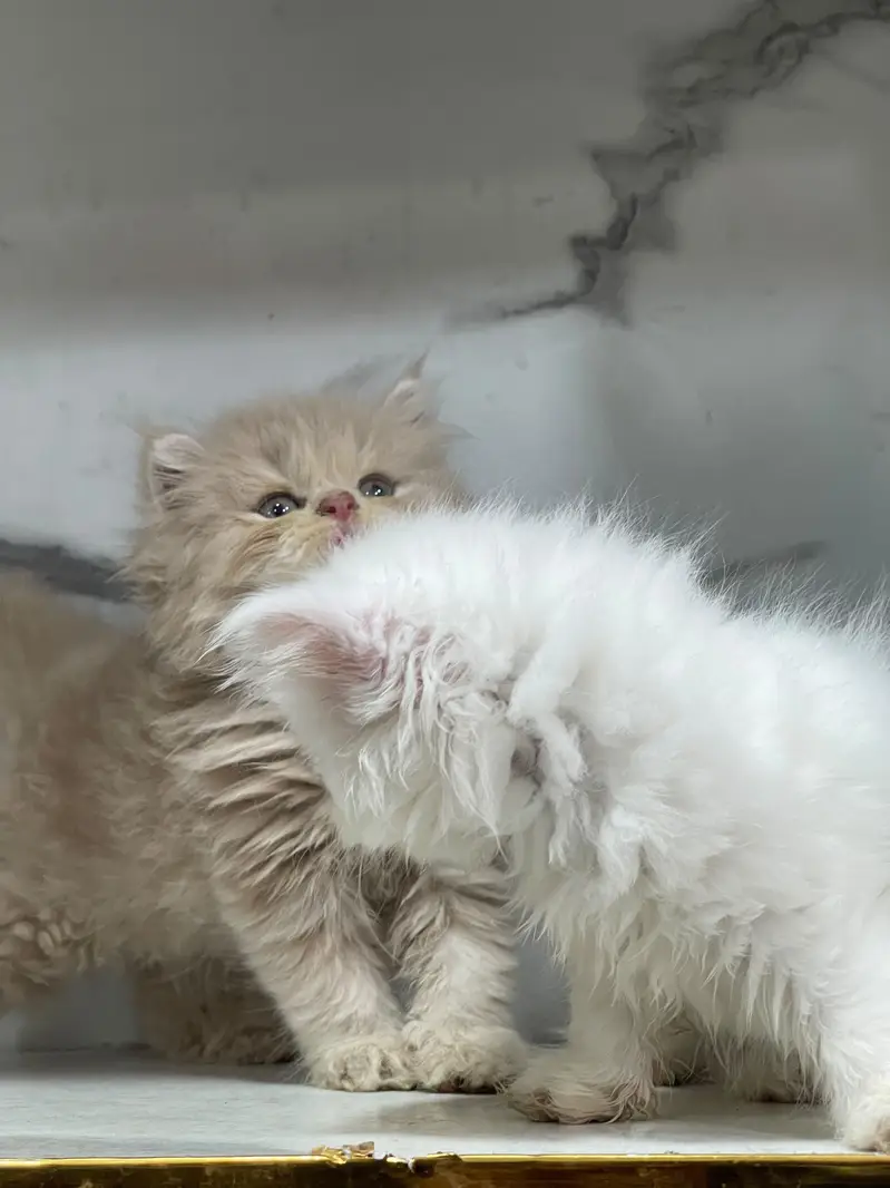 Low Price Kittens/White Persian Kitten/Cats/Male/Female — photo 5