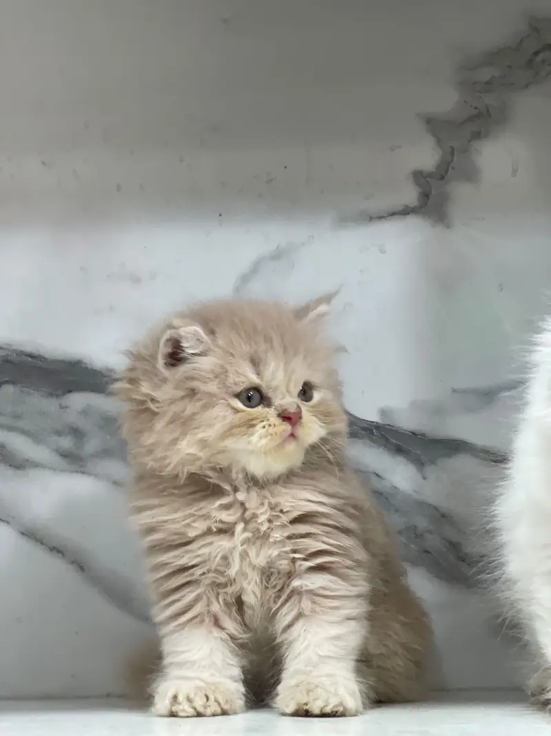 Low Price Kittens/White Persian Kitten/Cats/Male/Female — photo 6
